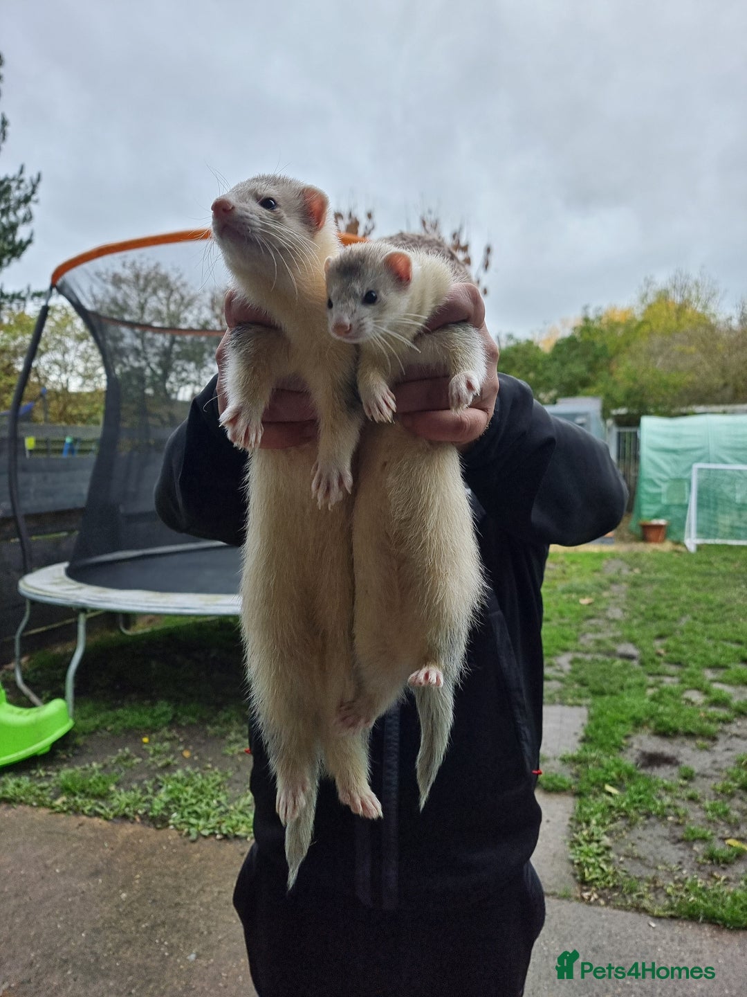 Ferret rodents for sale: Ferrets for sale  - Advert 1