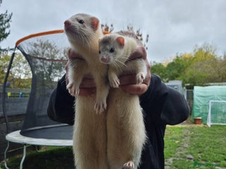 Ferret rodents Ferrets for sale - Advert 1