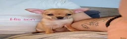 Chihuahua dogs for stud: KC Registered Chihuahua Boy For Stud Use Only - Advert 11