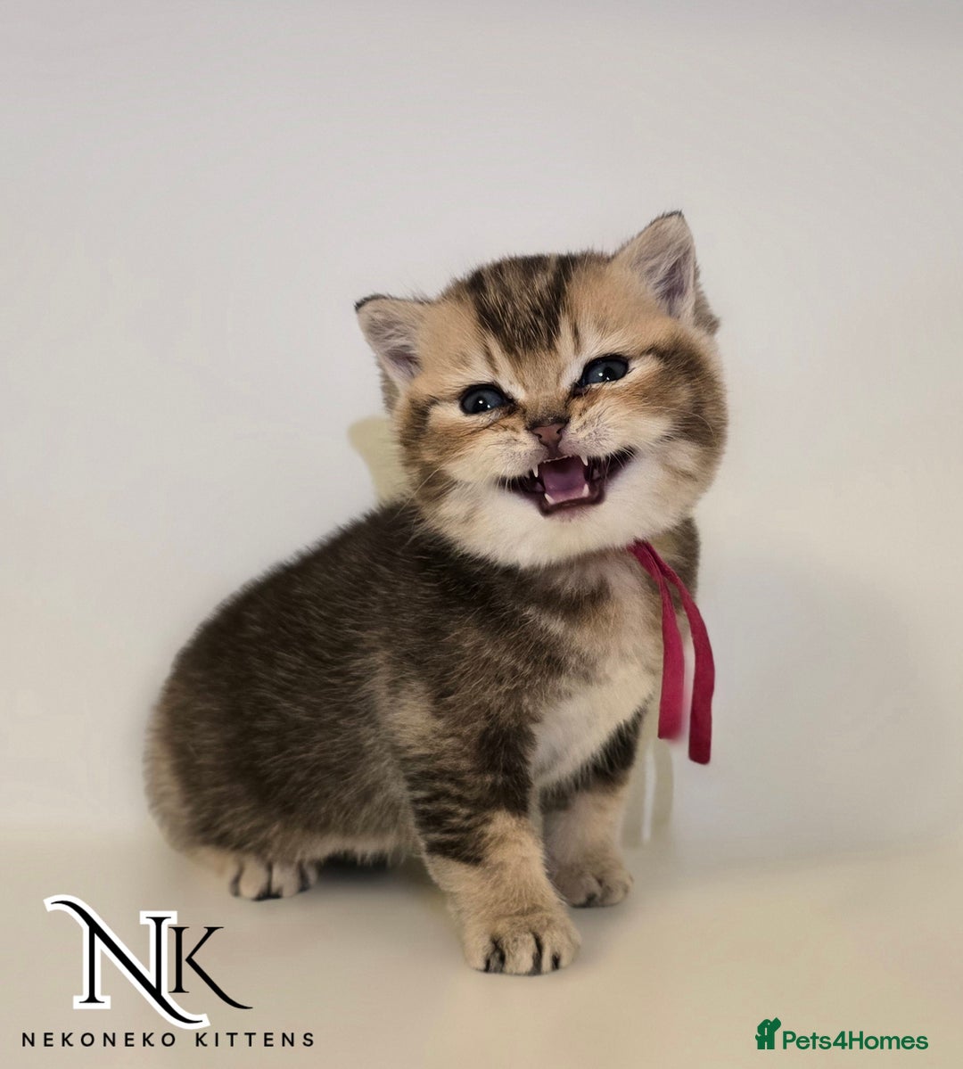 British Shorthair cats for sale: GCCF REGISTERED BSH TEDDY'S 🐻 🧸  - Advert 11