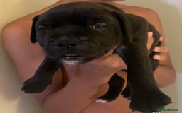 Staffordshire Bull Terrier dogs for sale: Staffordshire/American Staffordshire pups in Harrow - Image 8