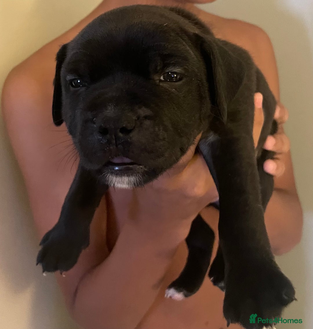 Staffordshire Bull Terrier dogs for sale: Staffordshire/American Staffordshire pups in Harrow - Image 8