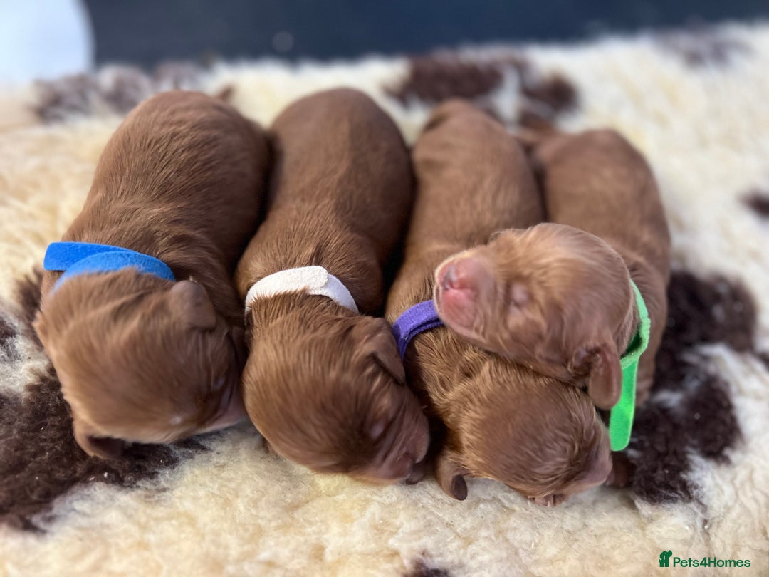 Cockapoo dogs for sale: F1 Cockapoos from health tested parents  - Image 4