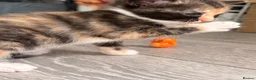 Mixed Breed cats for sale: Three kittens for sale  - Advert 3