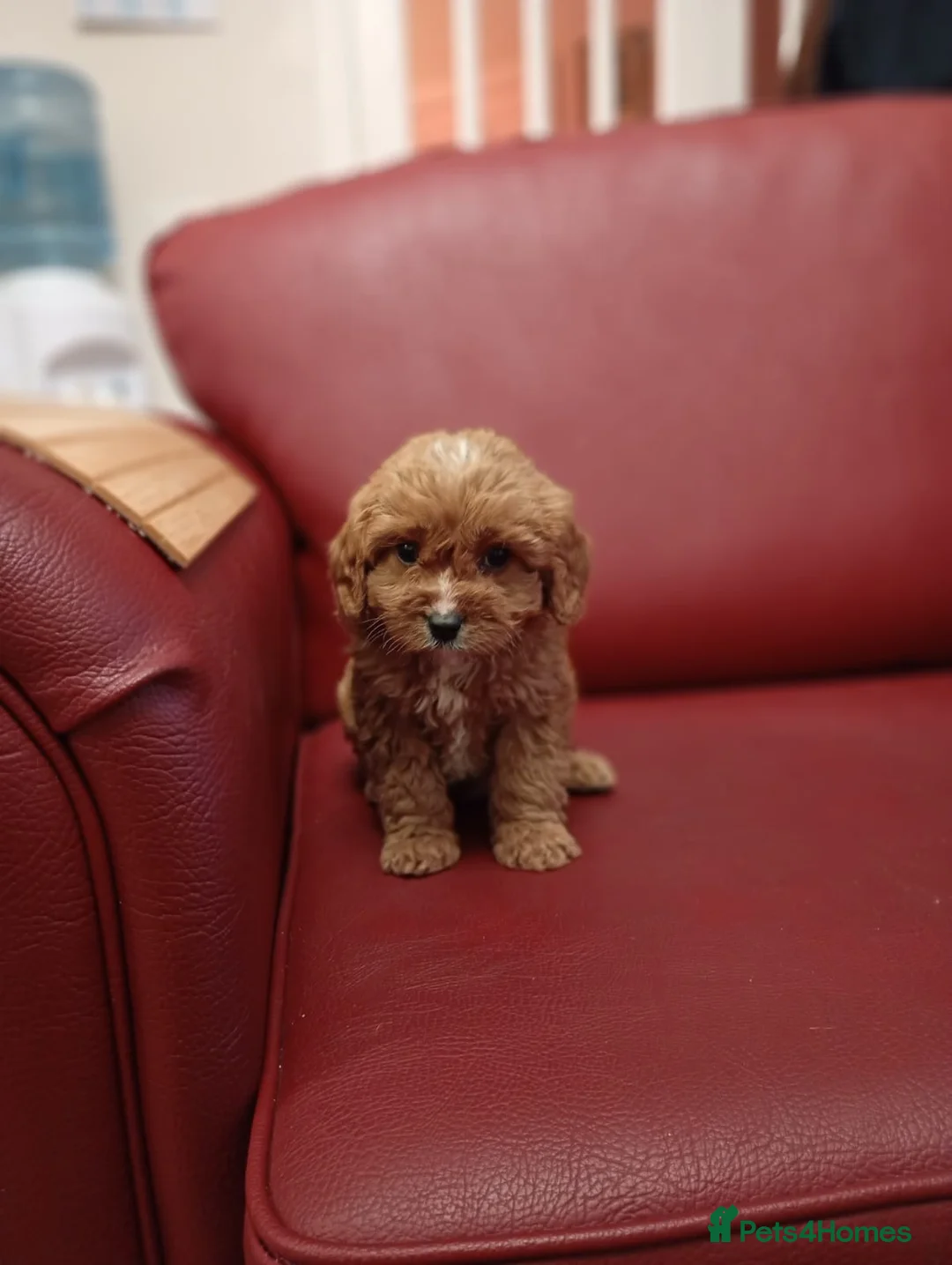 Cavapoo dogs for sale: Adorable Cavapoo puppies for sale  in Liverpool - Advert 6