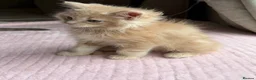 Ragdoll cats for sale: £950 Full pedigree Tica Ready now  - Advert 19