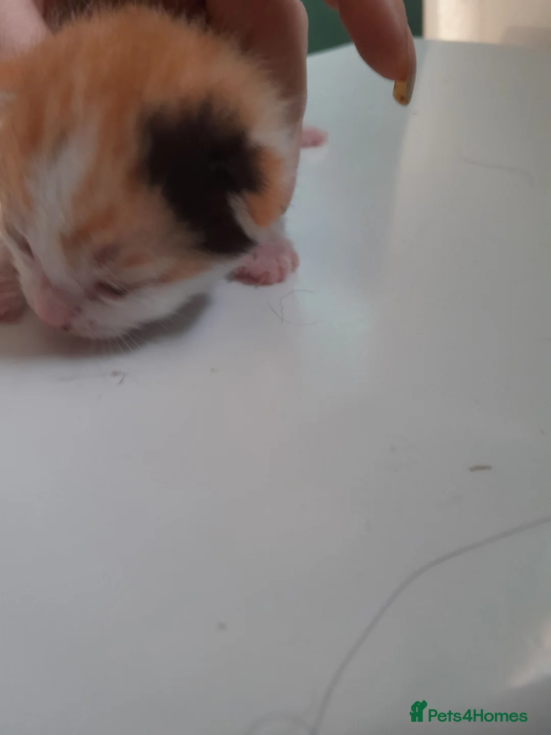 Domestic Shorthair cats for sale: Female coloured kitten in Norwich - Advert 3
