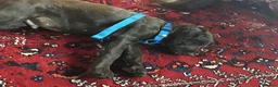 Mixed Breed dogs for sale: A wonderful surprise during a sad time. - Advert 13