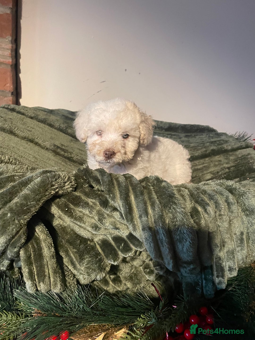 Miniature Poodle dogs for sale: Beautiful miniature poodle puppies  - Advert 6