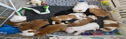 English Bulldog dogs for sale: English Bulldog Puppies  - Advert 12