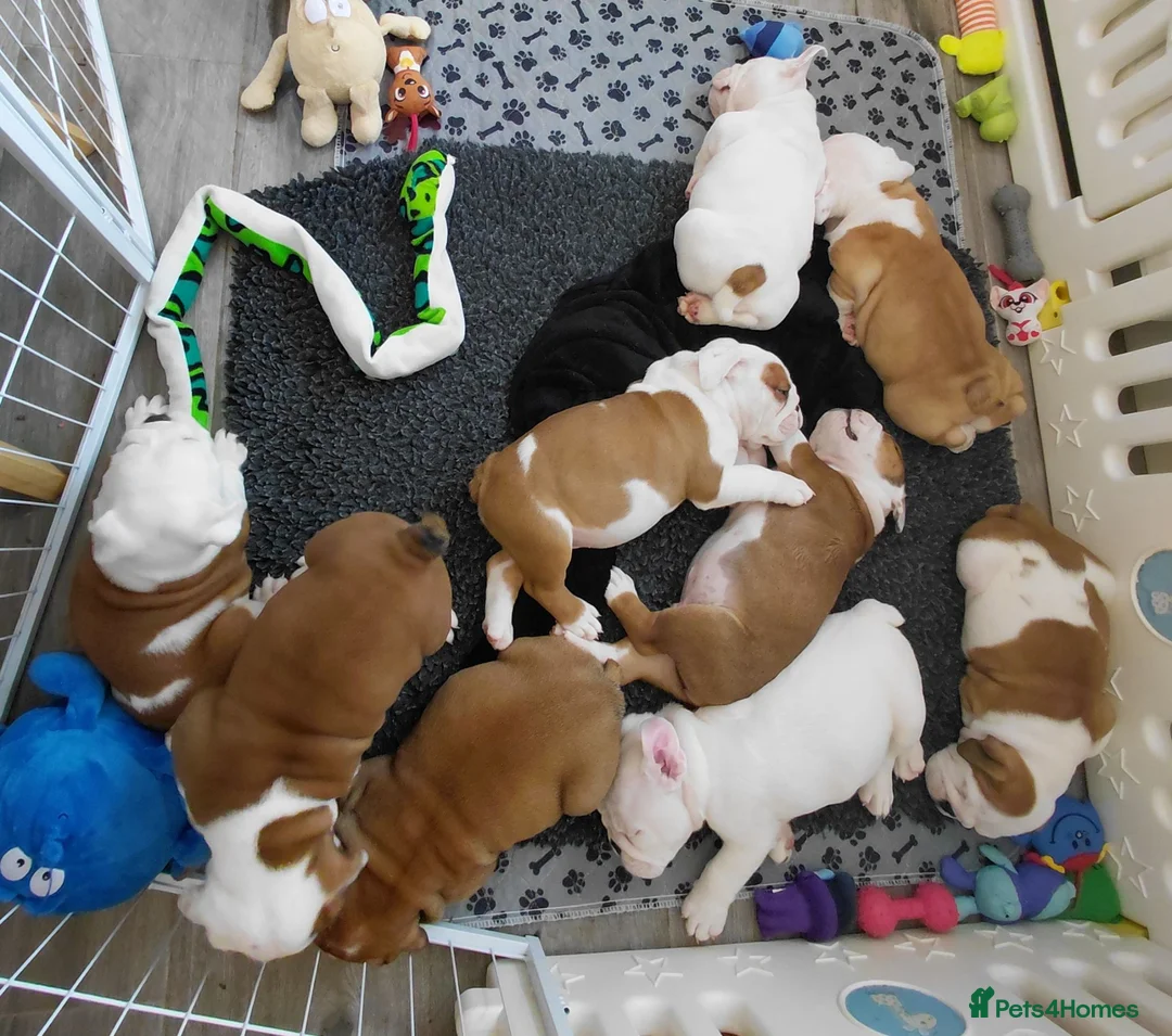 English Bulldog dogs for sale: English Bulldog Puppies  - Advert 12