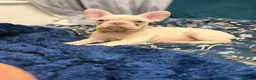French Bulldog dogs for sale: Cream/ platinum French Bulldog puppy , ready now❤️ - Advert 7