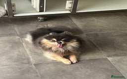 Pomeranian dogs for sale: Teddybear cuddly Retired spayed 1-2 years old  - Image 33