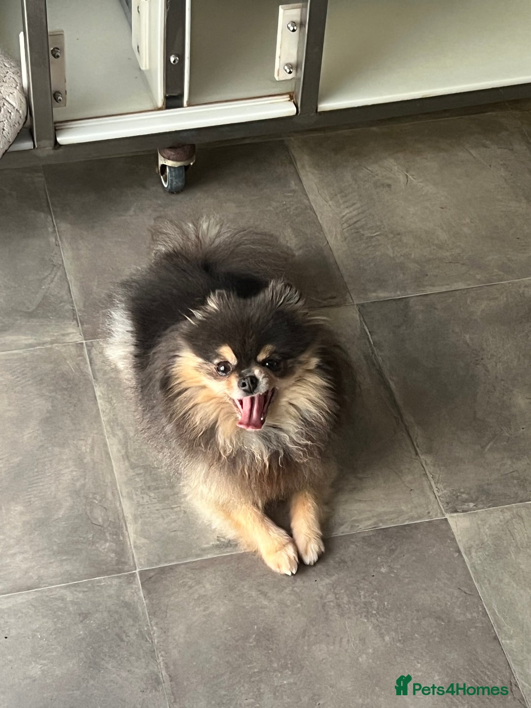 Pomeranian dogs for sale: Teddybear cuddly Retired spayed 1-2 years old  - Image 33