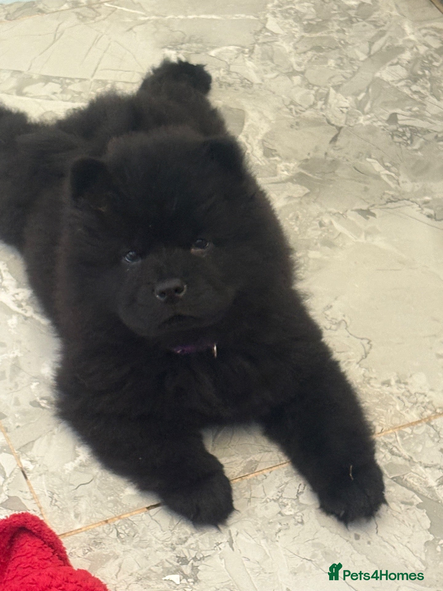 Chow Chow dogs Chows ready and reduced  !!! - Advert 2