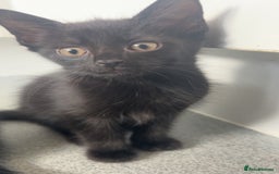 Mixed Breed cats for sale: 3 beautiful female part Maine coon kittens - Image 1