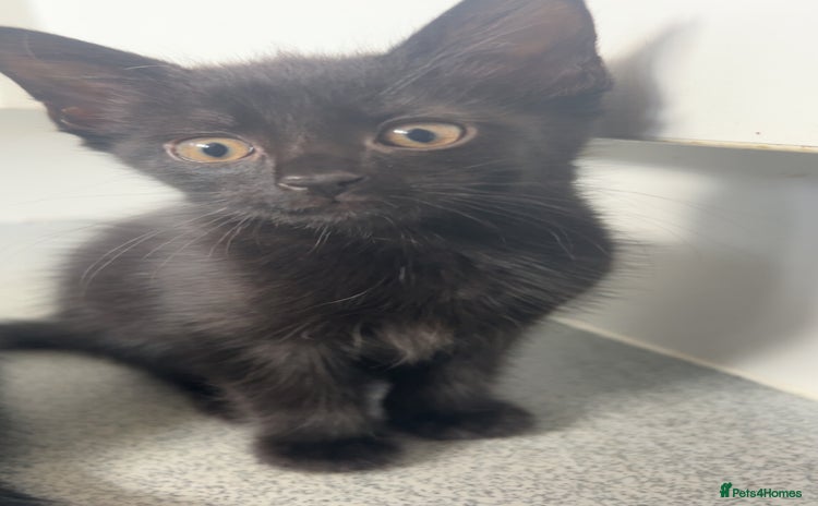 Mixed Breed cats - Advert 2