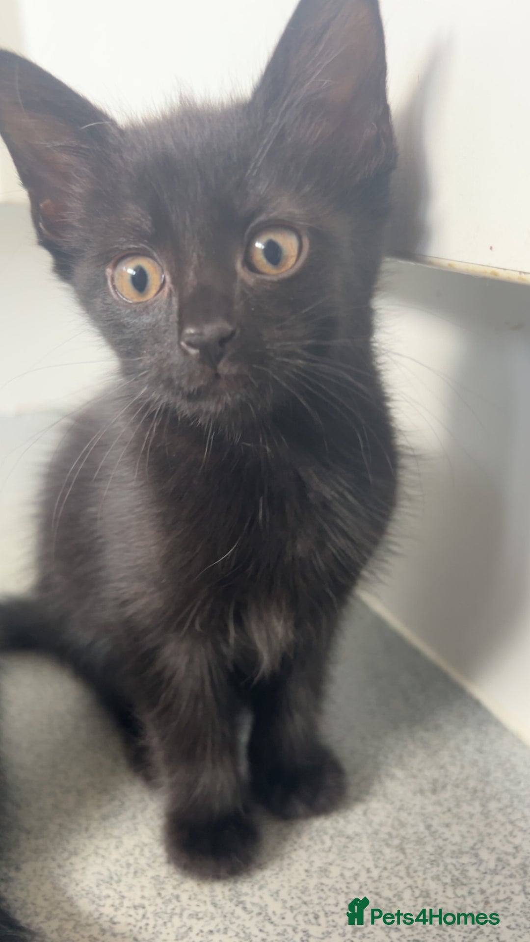 Mixed Breed cats for sale: 3 beautiful female part Maine coon kittens - Image 1