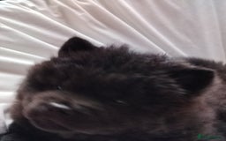 Chow Chow dogs for sale:  KC registered Chow Chow puppies for sale.🤗 - Image 21