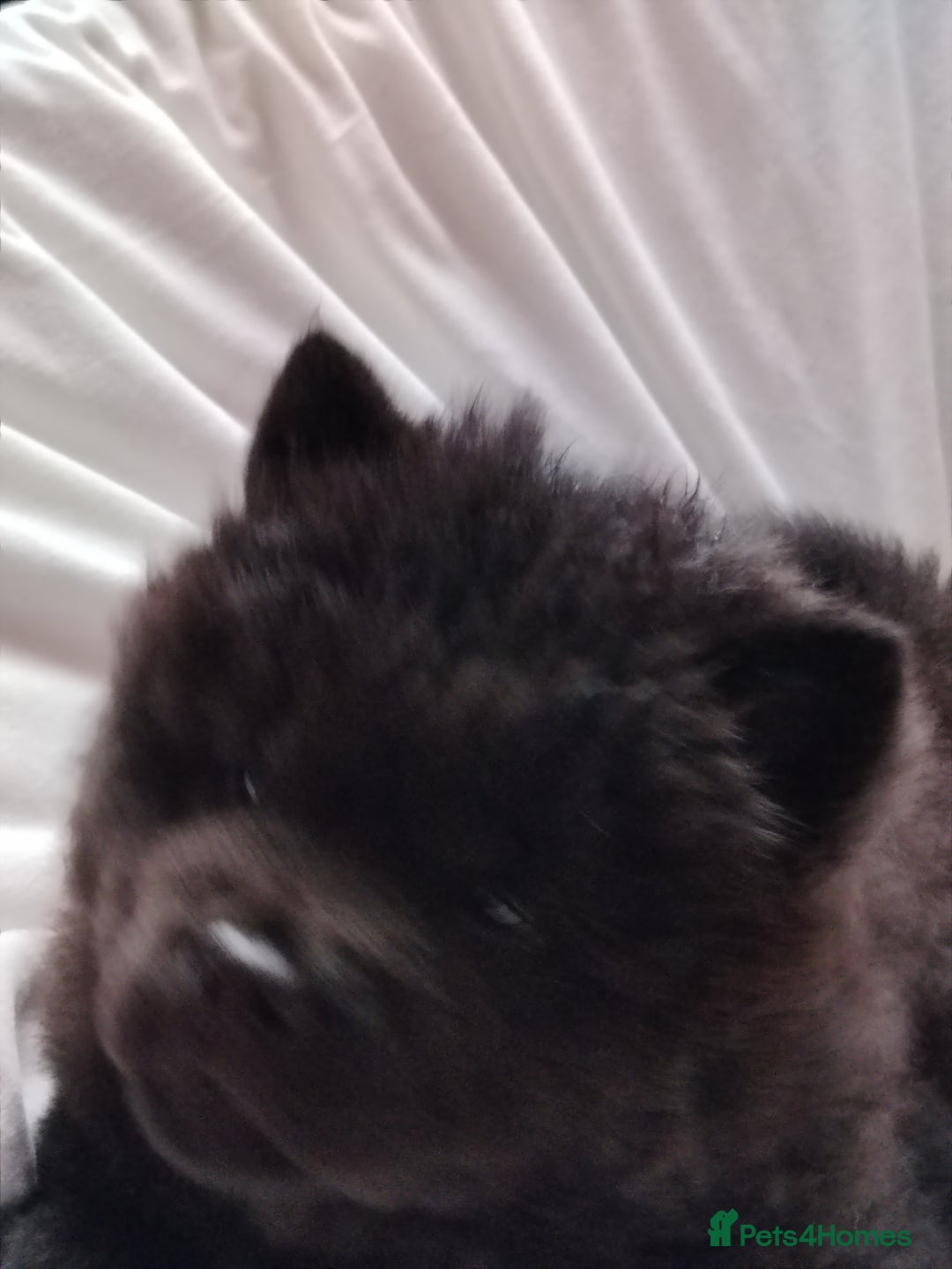 Chow Chow dogs for sale:  KC registered Chow Chow puppies for sale.🤗 - Image 21