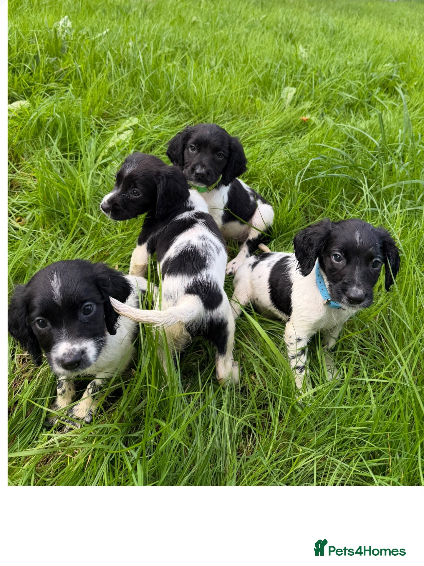 English Springer Spaniel dogs KC Registered English Springer Spaniel Puppies  - Advert 1