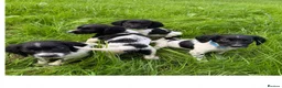 English Springer Spaniel dogs for sale: KC Registered English Springer Spaniel Puppies  - Advert 1