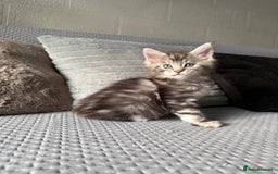 Maine Coon cats for sale: XL Russian Lines TICA registered Maine Coon Boy - Image 4