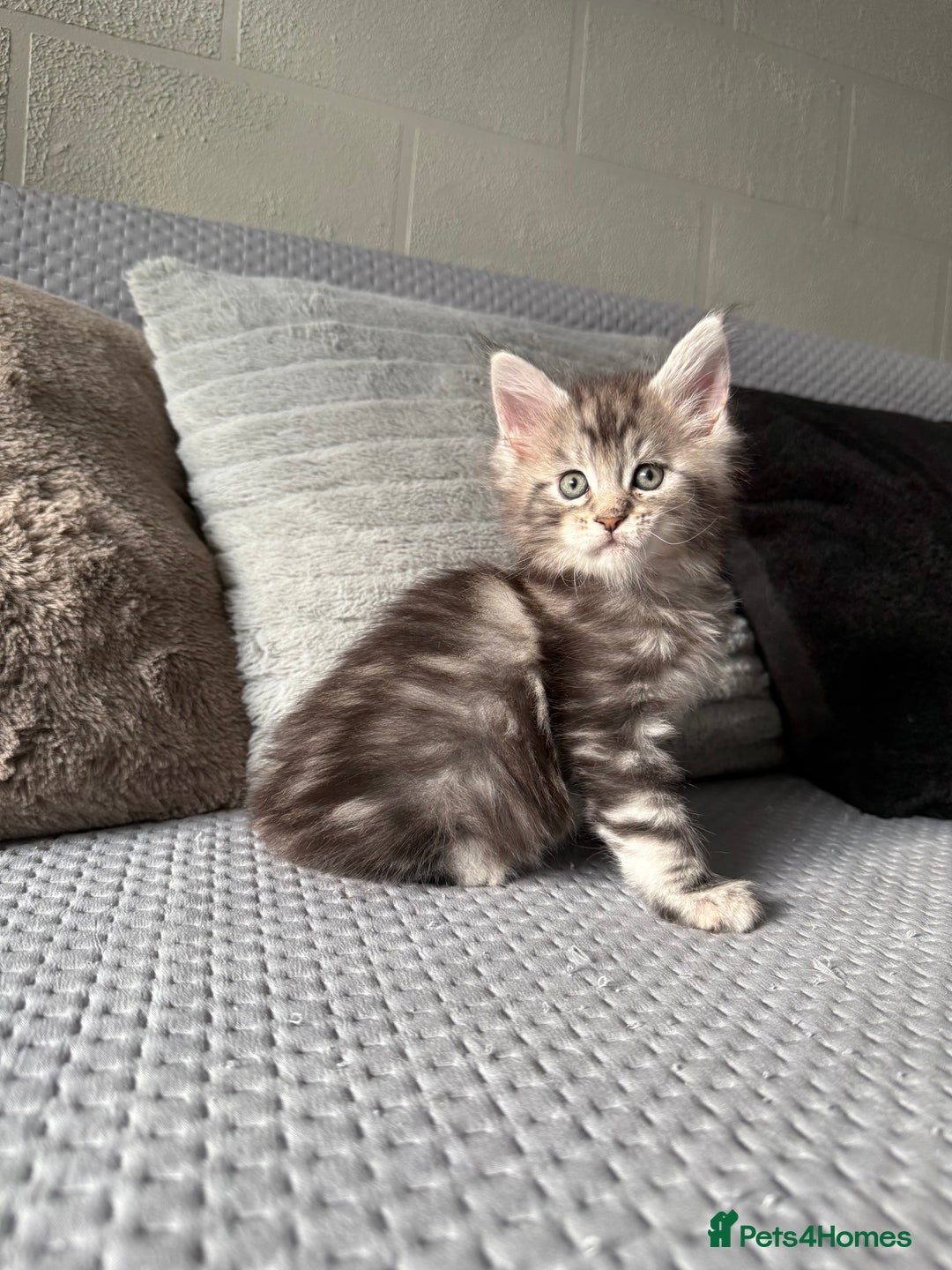 Maine Coon cats for sale: XL Russian Lines TICA registered Maine Coon Boy - Image 4