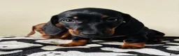 Miniature Dachshund dogs for sale: Miniature Dachshund  in Dungannon - Advert 4