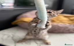 Bengal cats for sale: Three Bengals ready for their forever homes  - Image 4