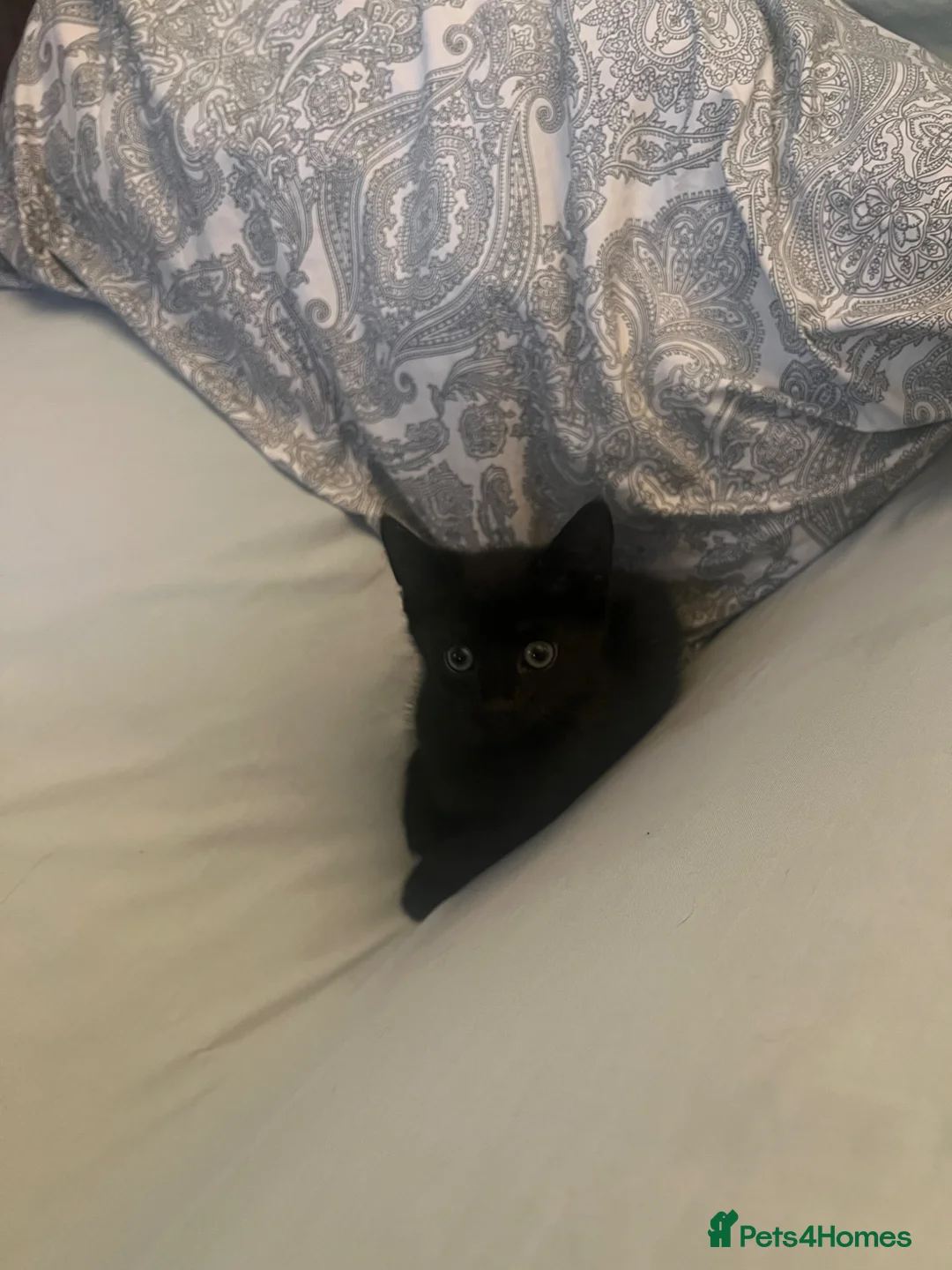 Mixed Breed cats for sale: Playful Black Kittens - Advert 9