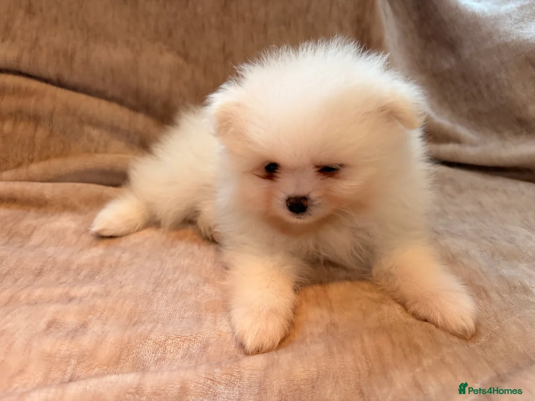 Pomeranian dogs for sale: Beautiful Pomeranian babies - Advert 26