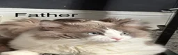 Ragdoll cats for sale: 5 Ragdoll Kittens For Sale - Advert 21