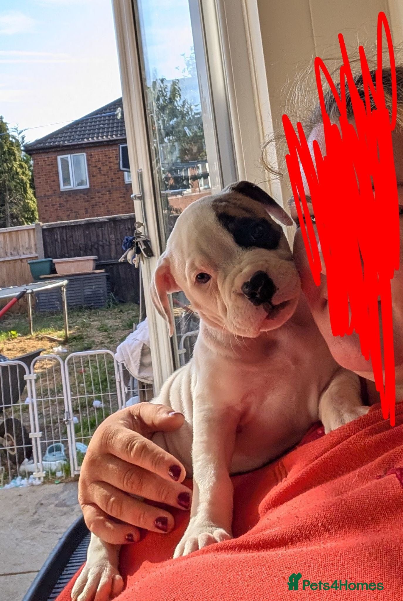 American Bulldog dogs Johnson American bulldog puppies - Advert 2