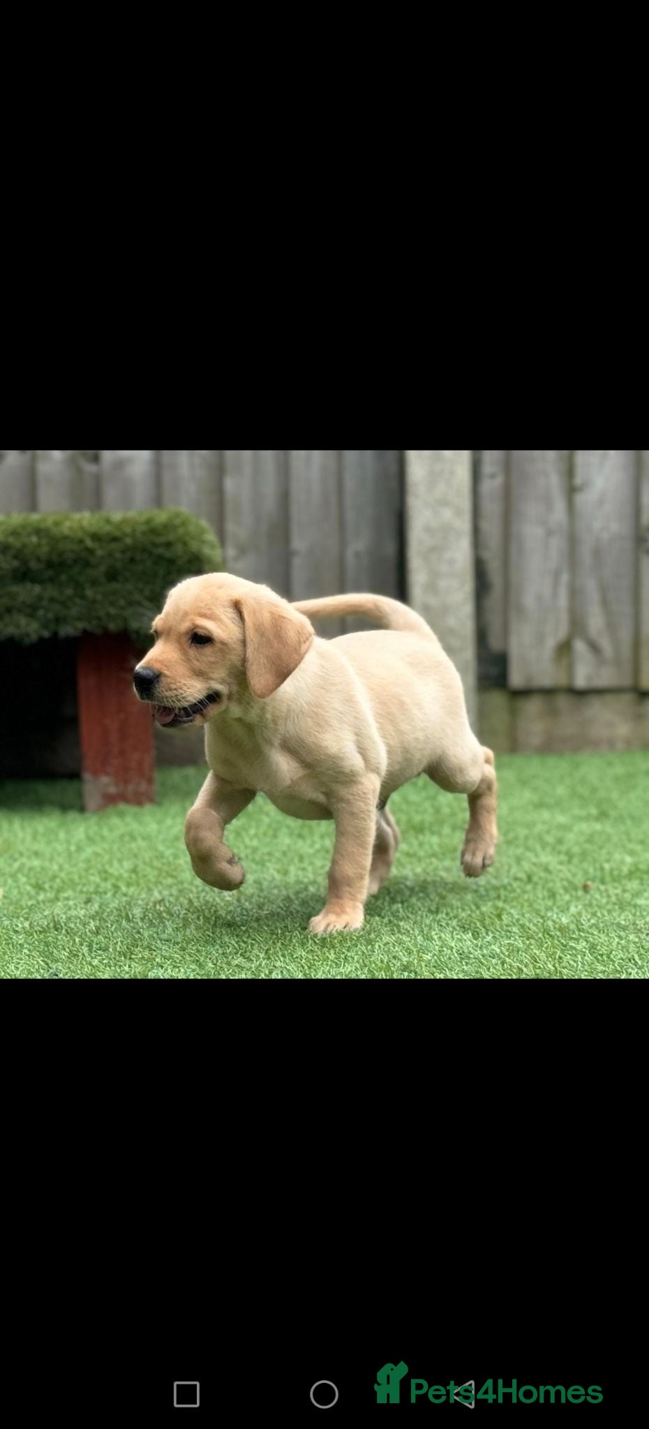 Labrador Retriever dogs Ready now lab pups - Advert 1