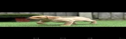 Labrador Retriever dogs for sale: Ready now lab pups - Advert 1