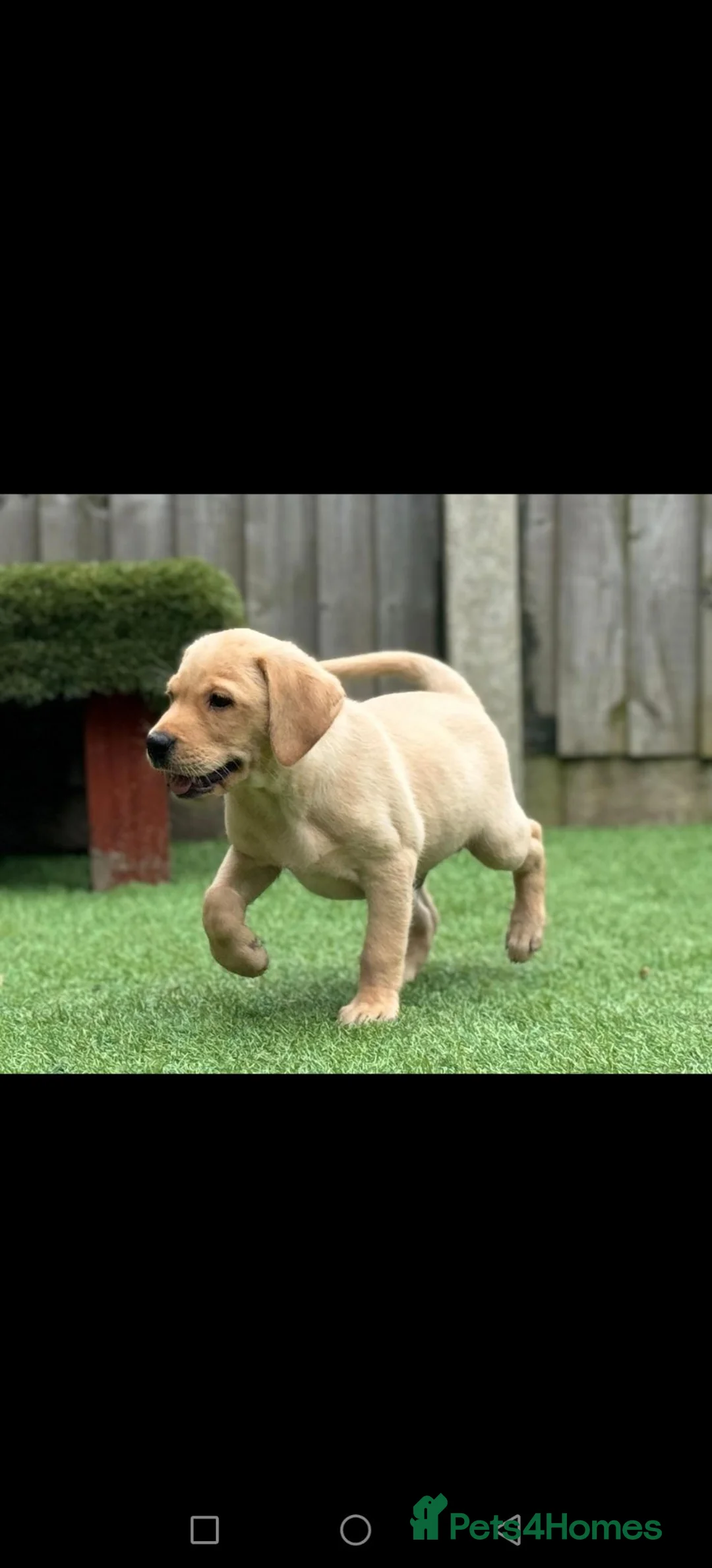 Labrador Retriever dogs for sale: Ready now lab pups - Advert 1