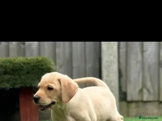 Labrador Retriever dogs Ready now lab pups - Advert 7
