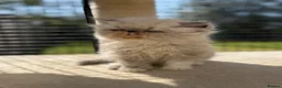 Persian cats for sale: GCCF registered Persian kittens 💙 - Advert 3