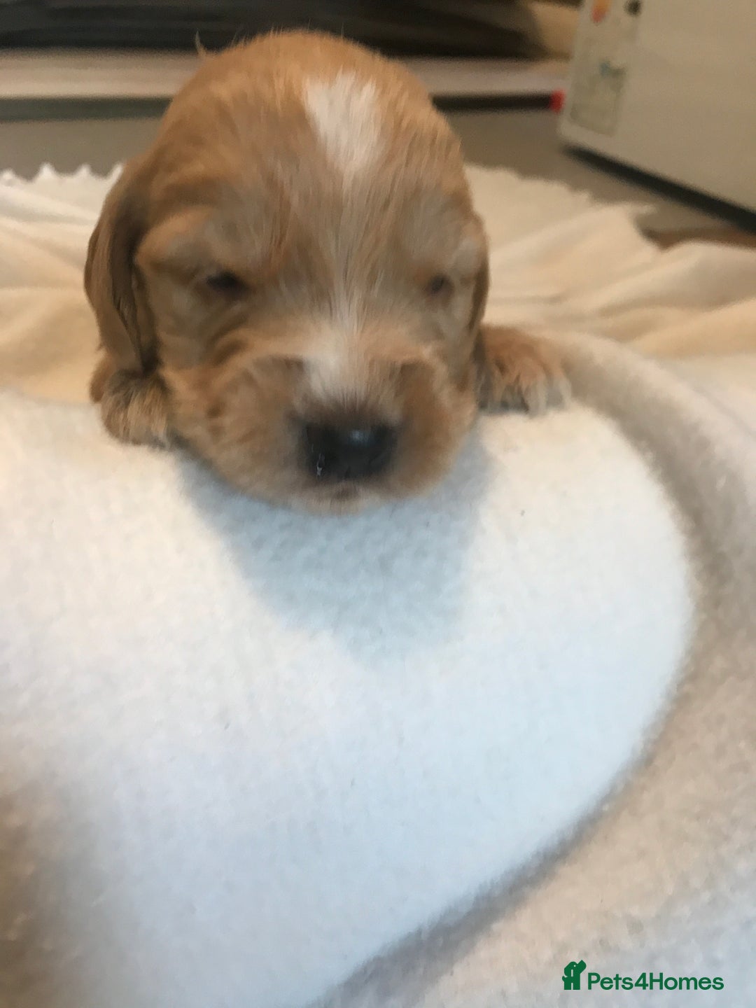 Mixed Breed dogs for sale: Health tested Australian Labradoodles - Image 19