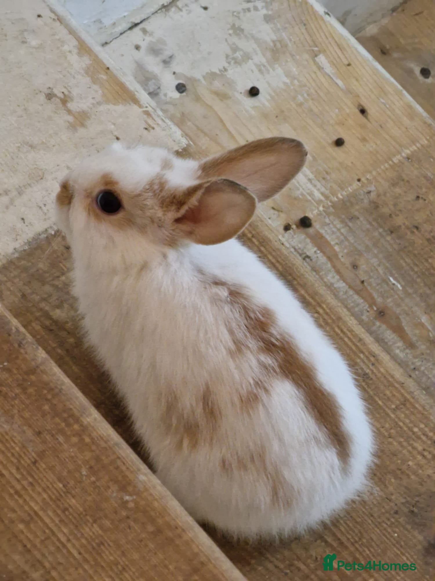 Mini Lop rabbits Adorable Rabbit Looking for a Loving Home 🐰 - Advert 1