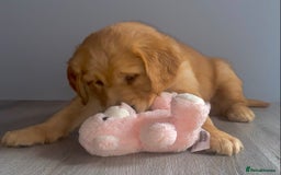 Golden Retriever dogs for sale: Gorgeous kc red golden retrievers  - Image 13