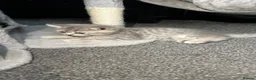 Scottish Fold cats for sale: 5 Kittens Scottish Fold - Advert 9