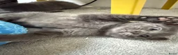 Russian Blue cats for sale: Russian blue kittens  - Advert 7