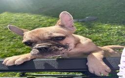 French Bulldog dogs for sale: 1 year old girl French bulldog  - Advert 1