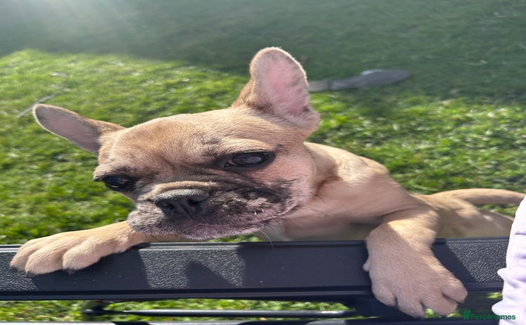 French Bulldog dogs 1 year old girl French bulldog  - Advert 2