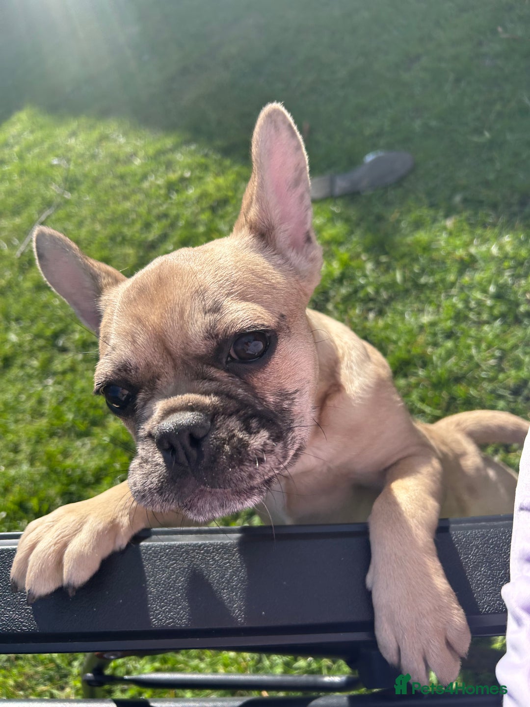 French Bulldog dogs for sale: 1 year old girl French bulldog  - Advert 1