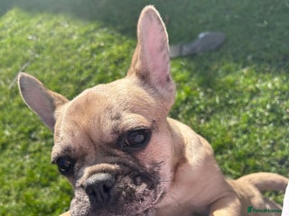 French Bulldog dogs for sale: 1 year old girl French bulldog - Advert 1