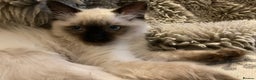 Ragdoll cats for sale: Beautiful Ragdoll kittens from our Esme - Advert 4