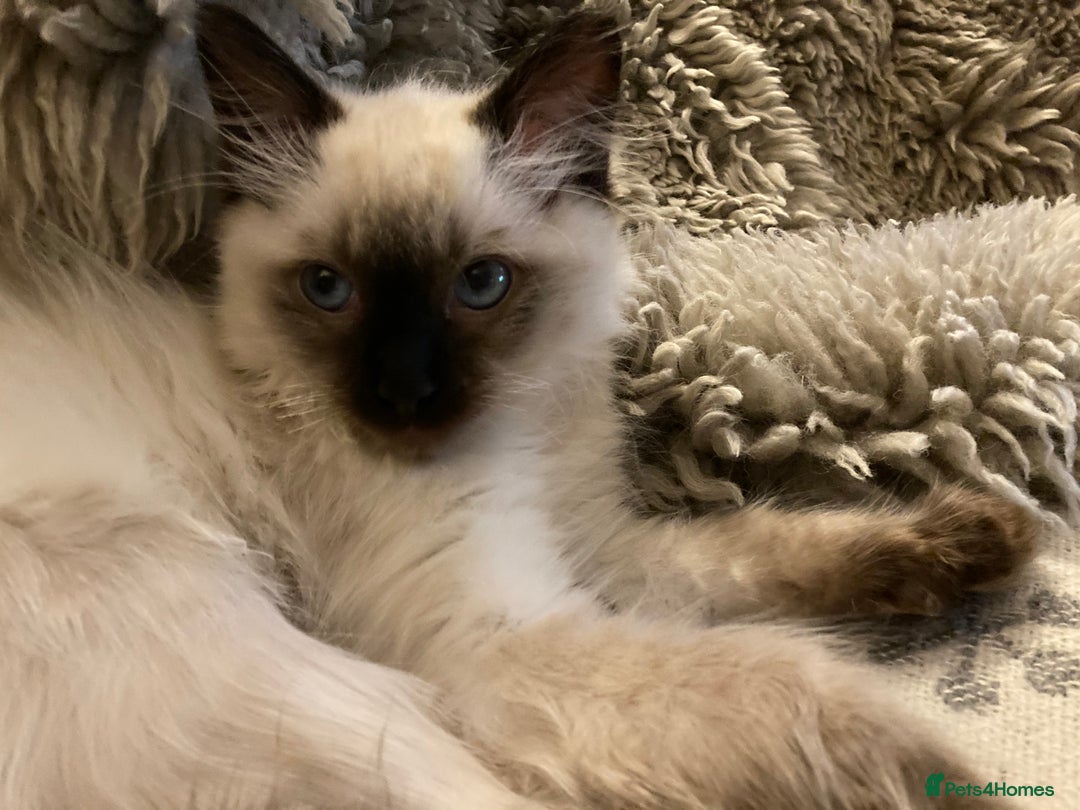 Ragdoll cats for sale: Beautiful Ragdoll kittens from our Esme - Advert 4